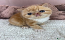 Exotic cats for sale: ⭐️ Exotic kittens 1 male 2 female ⭐️ - Image 2