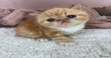Exotic cats - Advert 11