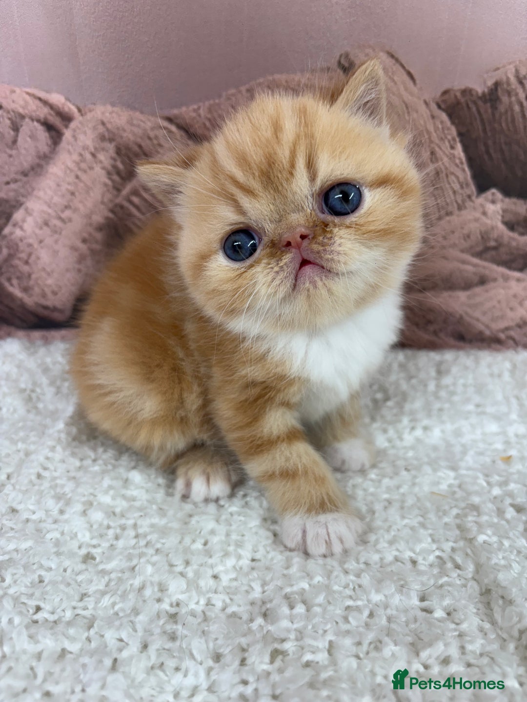 Exotic cats for sale: ⭐️ Exotic kittens 1 male 2 female ⭐️ - Image 2