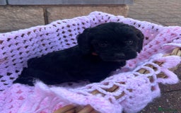 Cockapoo dogs for sale: F1 cockapoo puppies 5 boys  - Image 6