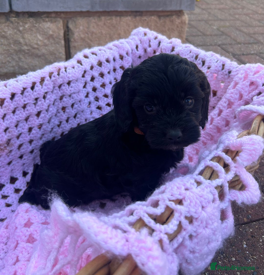 Cockapoo dogs for sale: F1 cockapoo puppies 5 boys  - Image 6