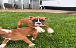 Boxer dogs for sale: READY TO GO Bobbed Tailed Boxers  - Advert 1