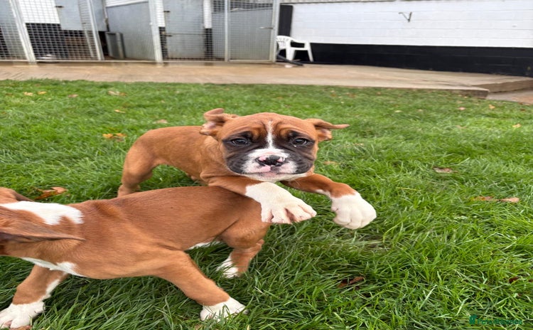 Boxer dogs READY TO GO Bobbed Tailed Boxers  - Advert 6