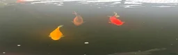 Goldfish fish for sale: Selection of Large Pond Gold Fish in Bicester - Advert 2