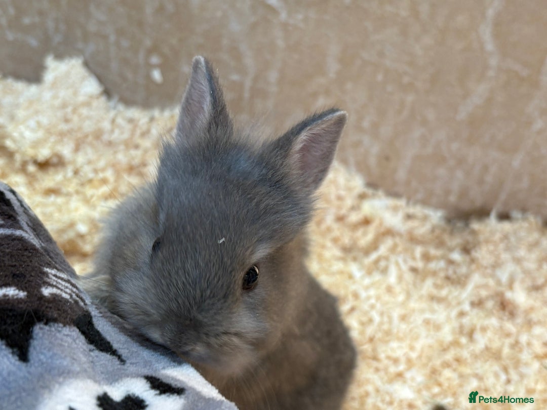 Netherland Dwarf rabbits for sale: Netherlands x lion heads  - Image 5