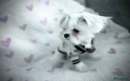 Maltese dogs for sale: 🩵Most Beautiful Full Korean Maltese 🩵 - Image 4