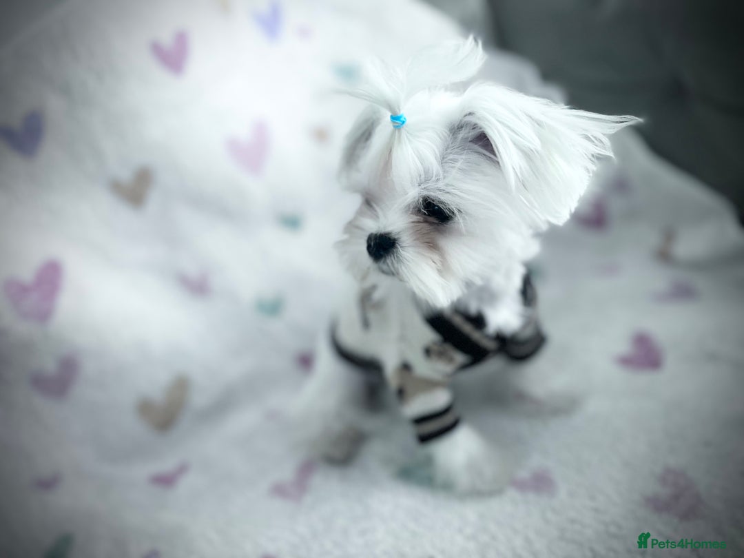 Maltese dogs for sale: 🩵Most Beautiful Full Korean Maltese 🩵 - Image 4