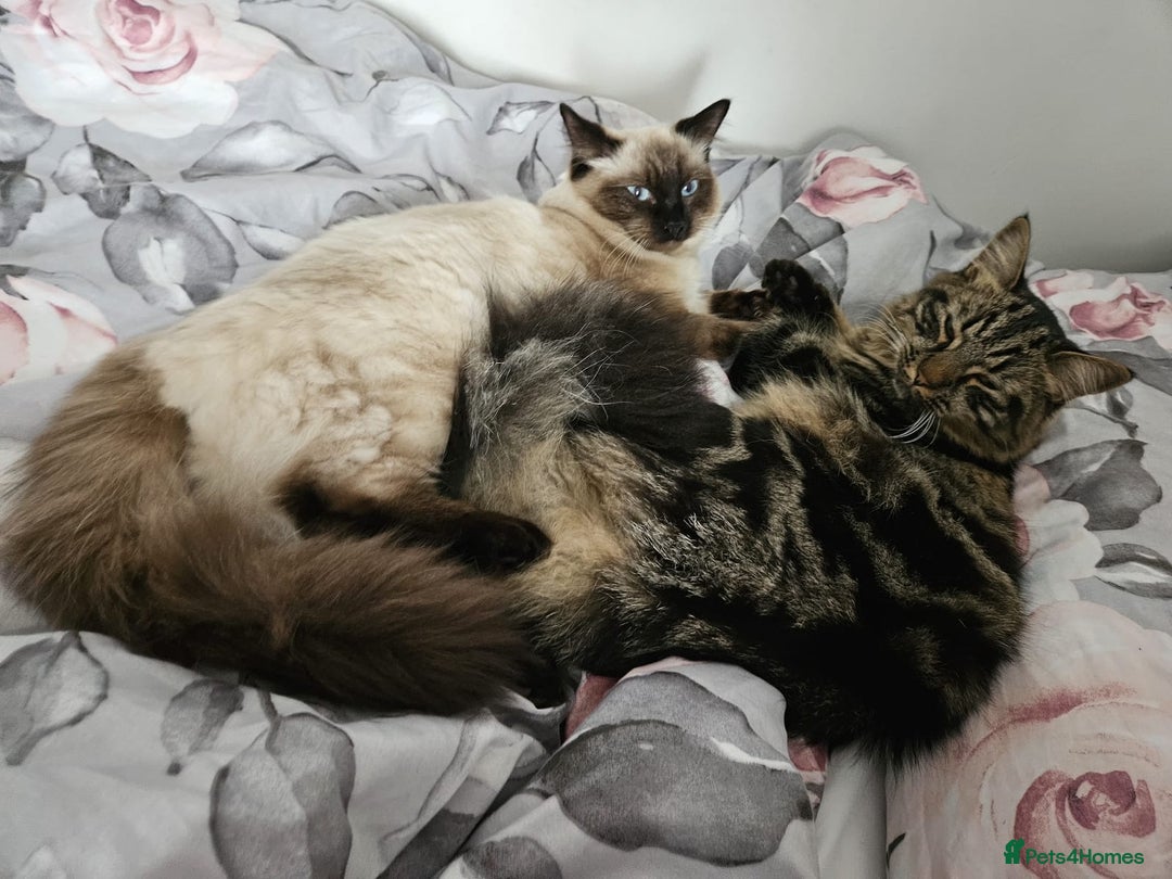 Ragdoll cats for sale: Ragdoll x BSH/MaineCoon kittens  - Advert 10