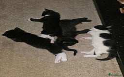 Ragdoll cats for sale: 3 kittens ragdoll mixed breed - Image 1