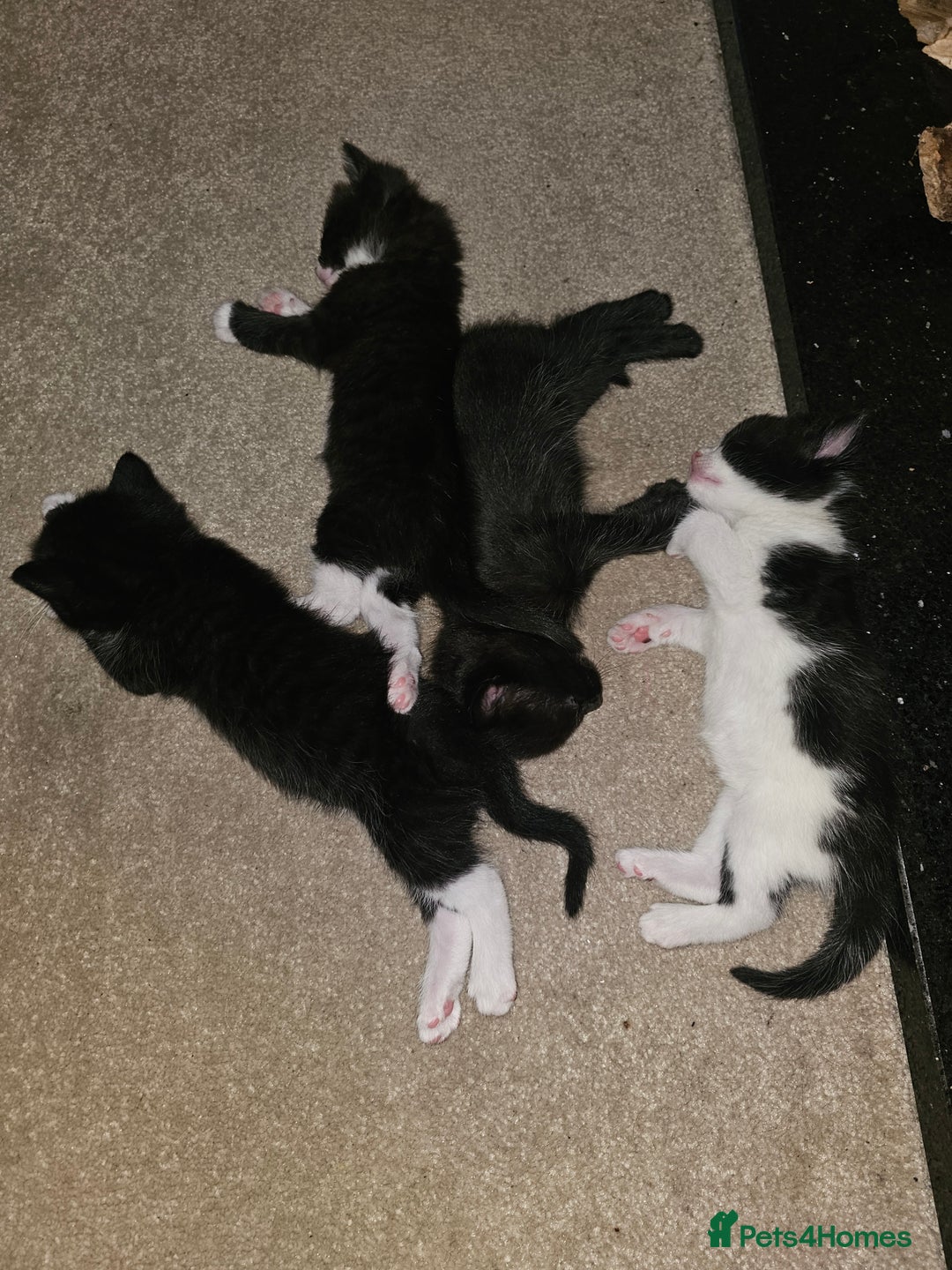 Ragdoll cats for sale: 3 kittens ragdoll mixed breed - Image 1