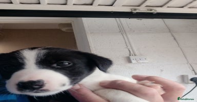 Mixed Breed dogs - Advert 13