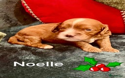 Cavapoo dogs for sale: ✨Beautiful Toy Cavapoo Puppies KC Reg parents✨ - Advert 19