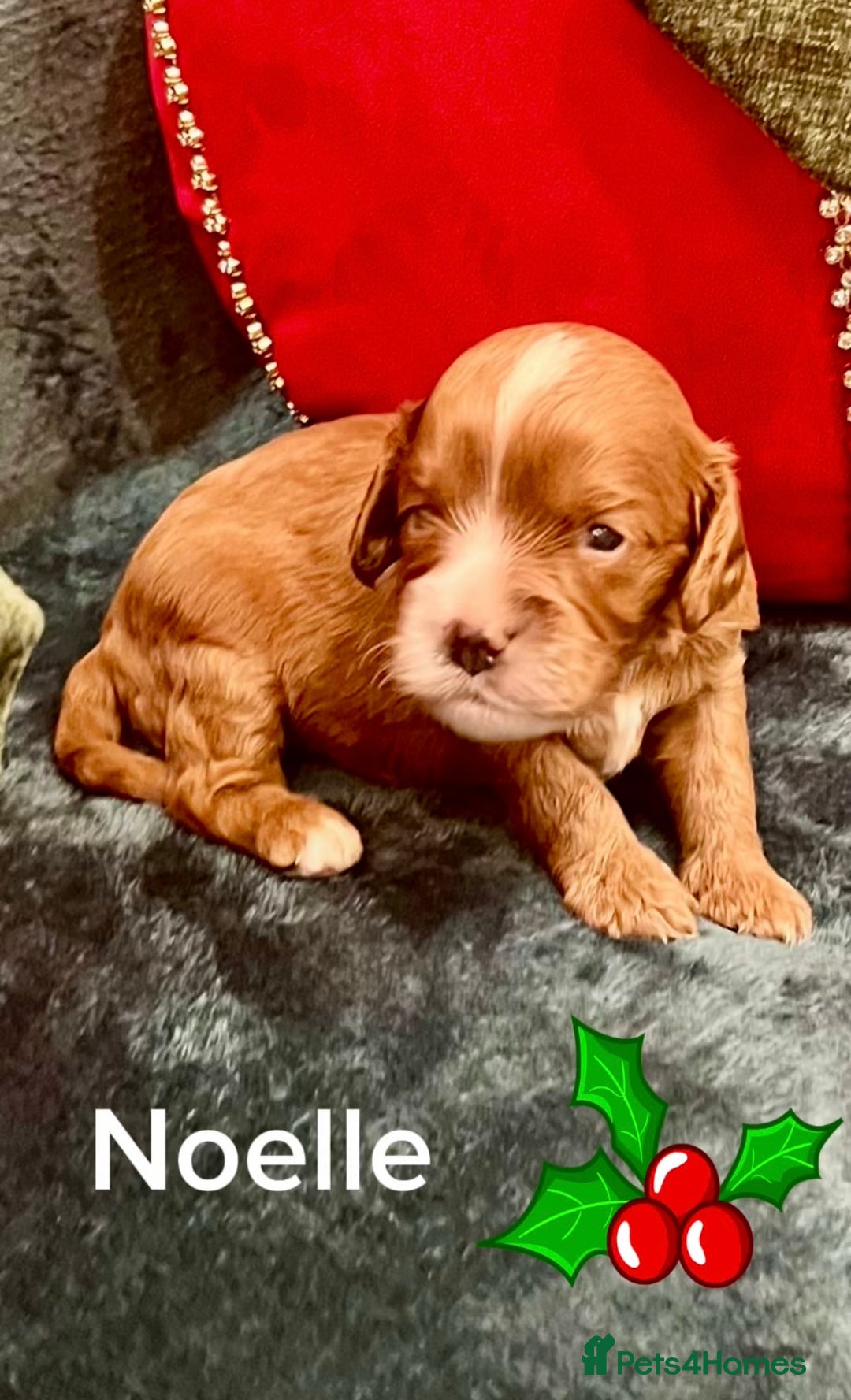 Cavapoo dogs for sale: ✨Beautiful Toy Cavapoo Puppies KC Reg parents✨ - Advert 19