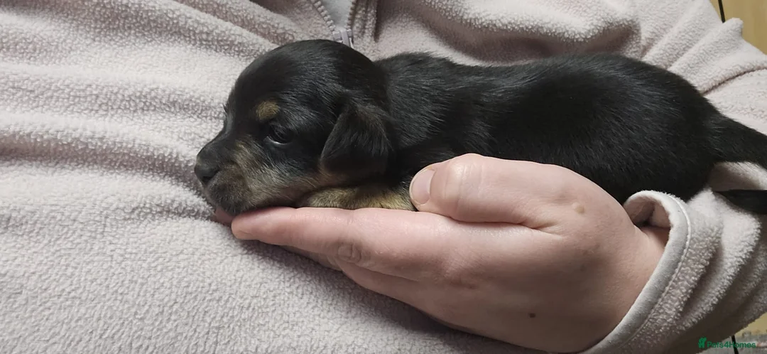 Jack Russell dogs for sale: Jack russle puppies  - Advert 11