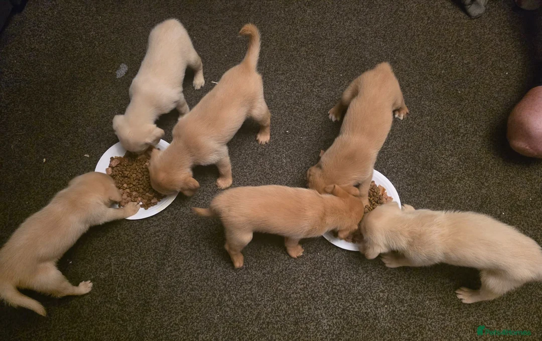 Labrador Retriever dogs for sale: Labrador puppies ready to leave  - Advert 1