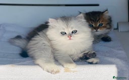 Persian cats for stud: ⭐️PERSIAN CHINCHILLA  PEDIGREE  STUD⭐️ in Gerrards Cross - Image 12