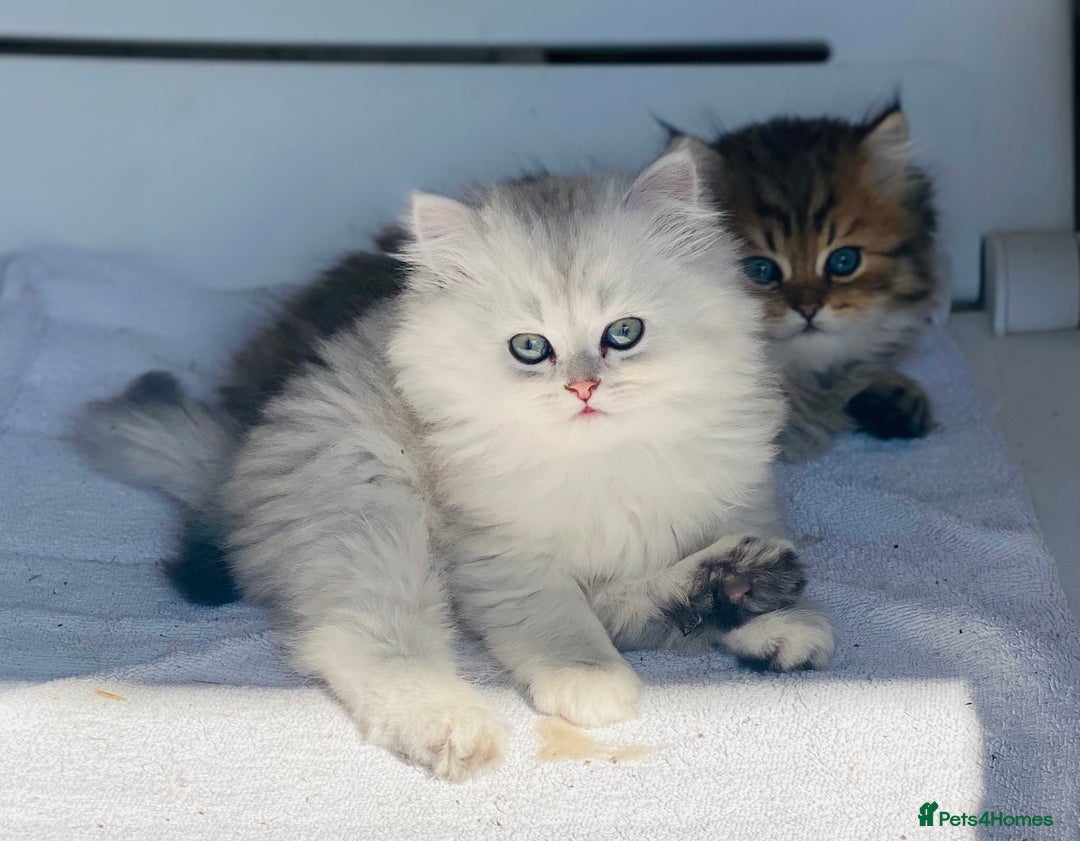 Persian cats for stud: ⭐️PERSIAN CHINCHILLA  PEDIGREE  STUD⭐️ in Gerrards Cross - Image 12