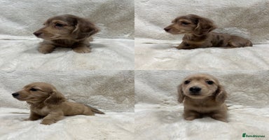 Miniature Dachshund dogs - Advert 13