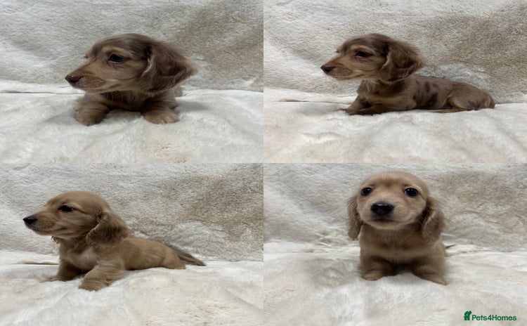 Miniature Dachshund dogs - Advert 1