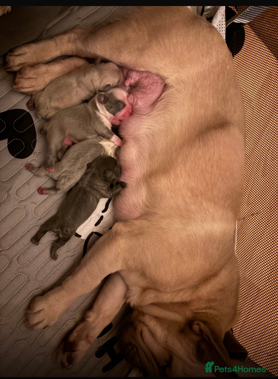 French Bulldog dogs for sale: Two French bulldog pups left discounted  - Image 4