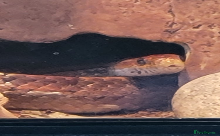Corn Snake reptiles - Advert 2