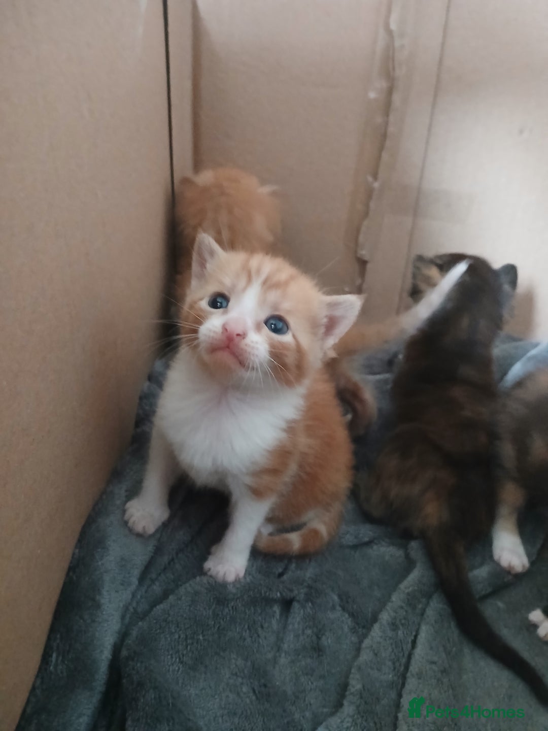 Mixed Breed cats for sale: Gorgeous Kittens - Image 13