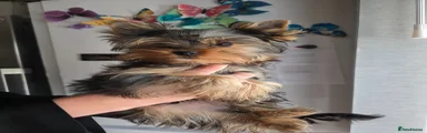 Yorkshire Terrier Puppy 4