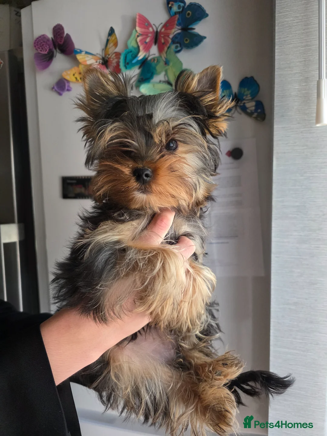 Yorkshire Terrier dogs for sale: KC Registered Yorkshire puppies  - Advert 8