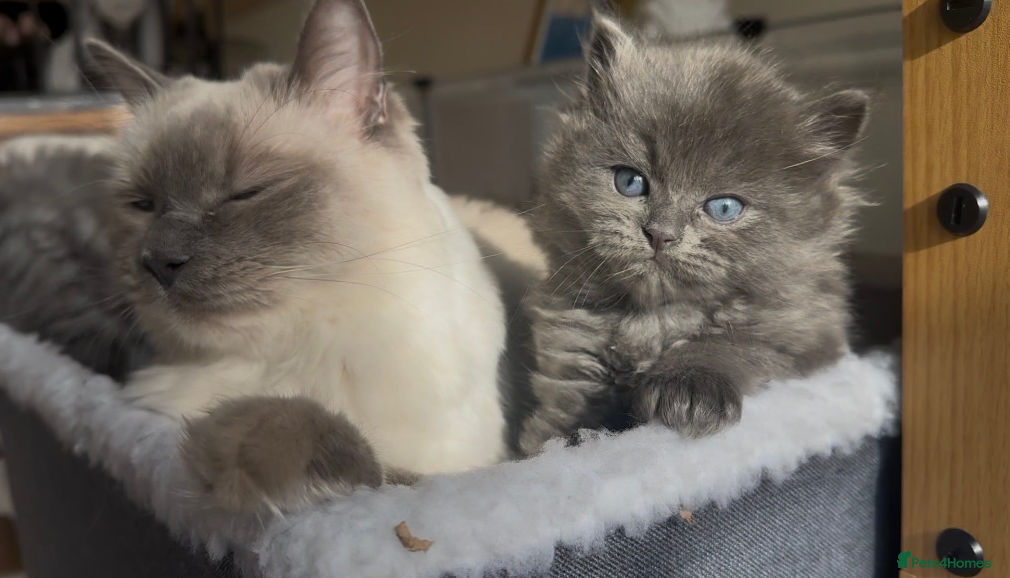 Perdoll cats DOLLFACE PERDOLL (PERSIAN-RAGDOLL) KITTENS - Advert 4