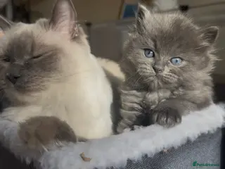 Perdoll cats DOLLFACE PERDOLL (PERSIAN-RAGDOLL) KITTENS - Advert 4