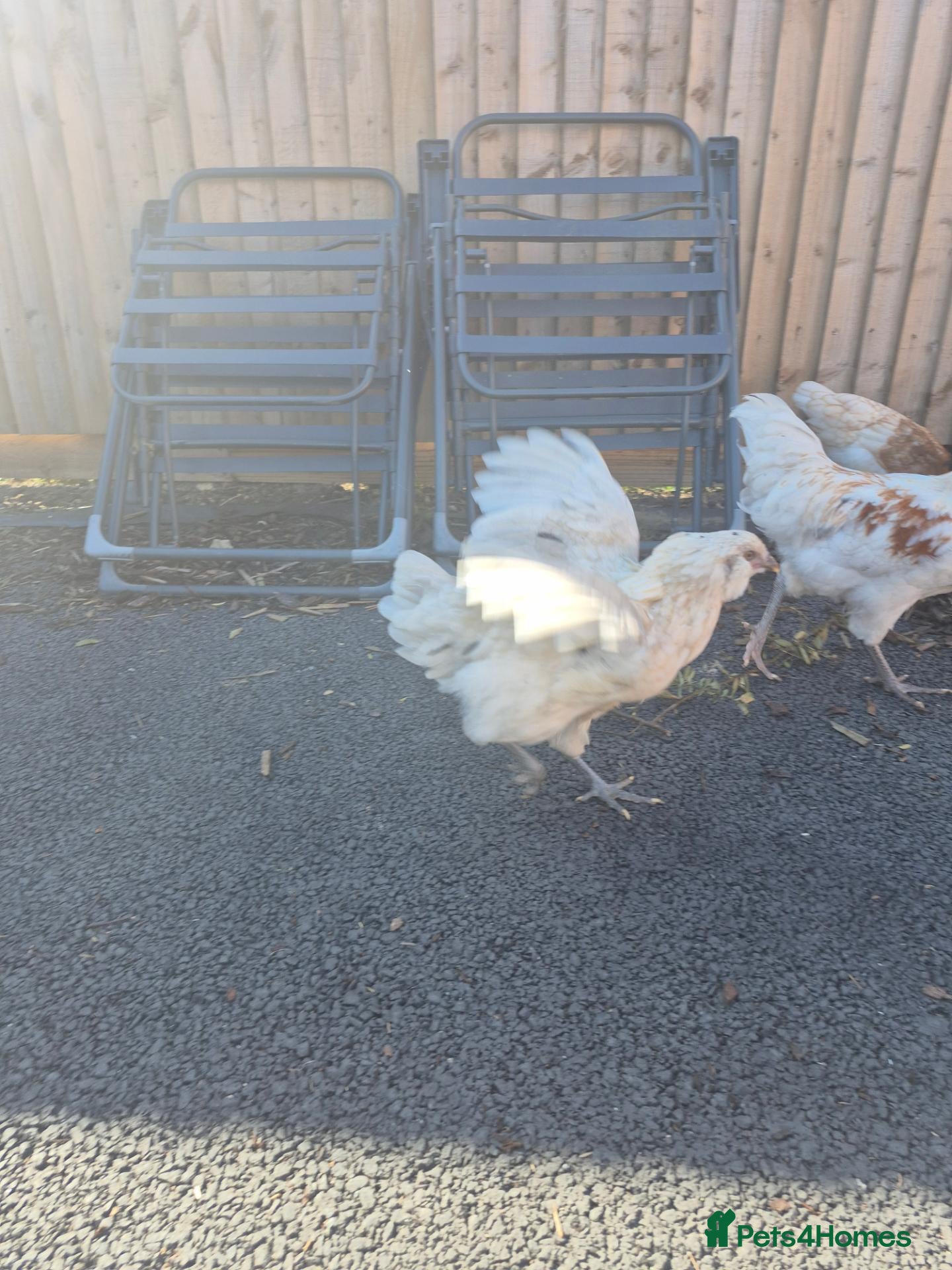 Chickens poultry 7 Chickens for Sale - Advert 2