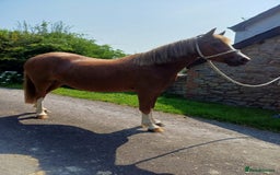 Welsh Section A horses for sale: 11 hh 3 year old Welsh Section A P/B Filly - Image 5
