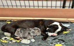Staffordshire Bull Terrier dogs for sale: Adorable KC Reg/Health Tested SBT Puppies - Image 8