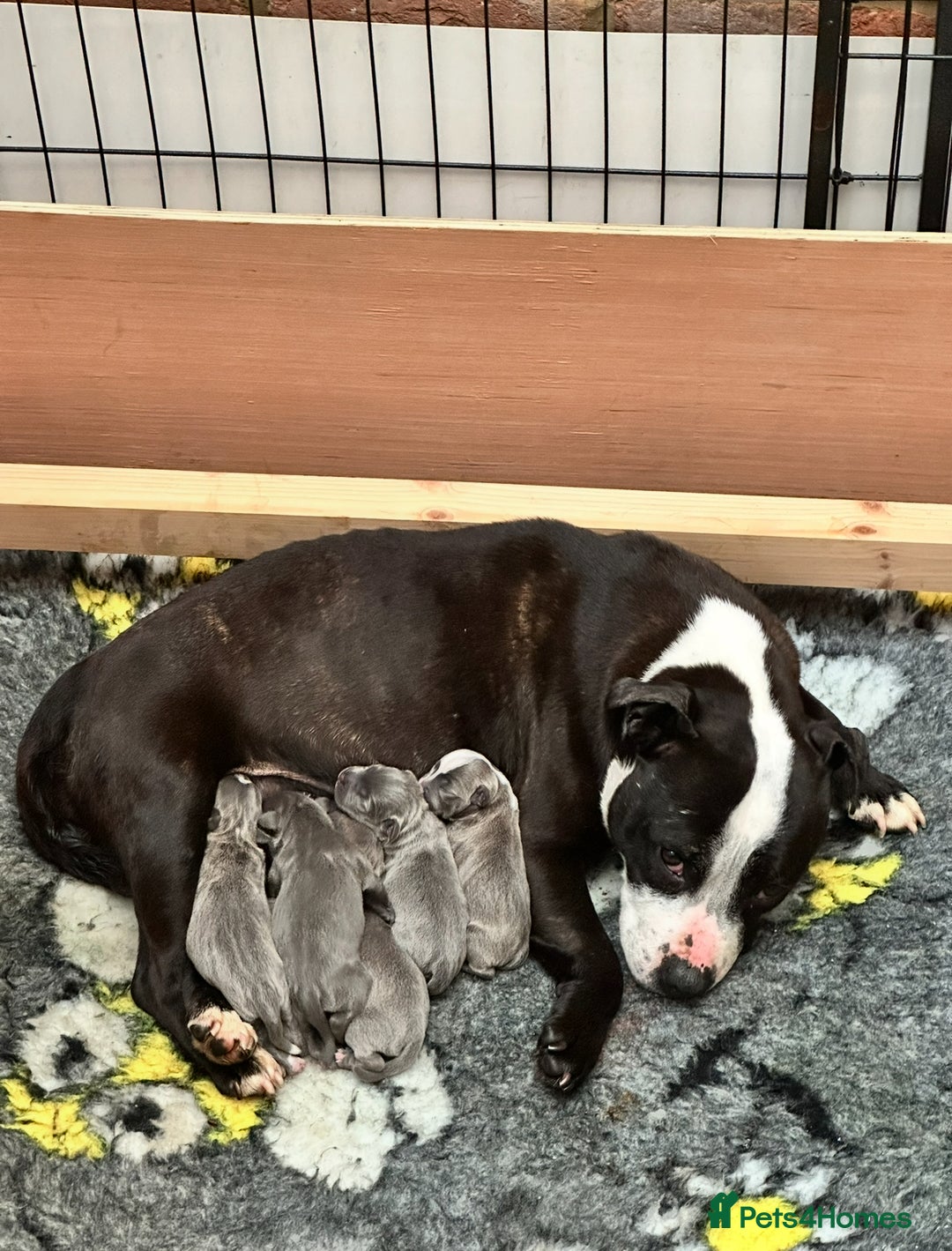 Staffordshire Bull Terrier dogs for sale: Adorable KC Reg/Health Tested SBT Puppies - Image 8
