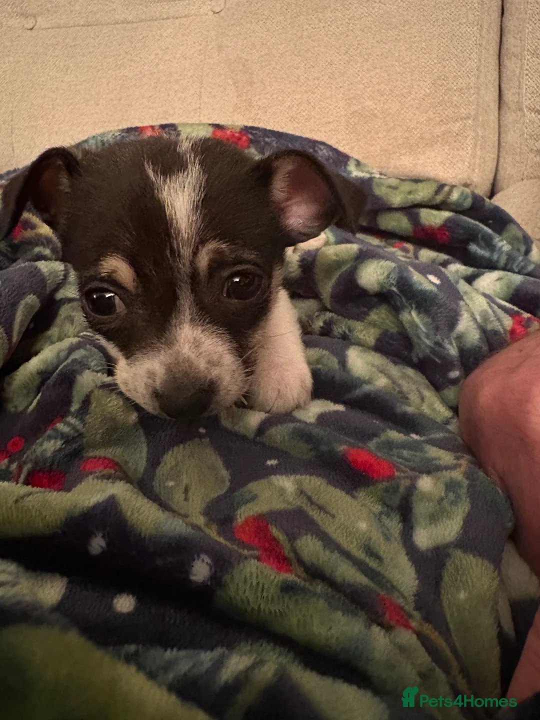 Jack Chi dogs for sale: Two beautiful jack-chi pups - Advert 6