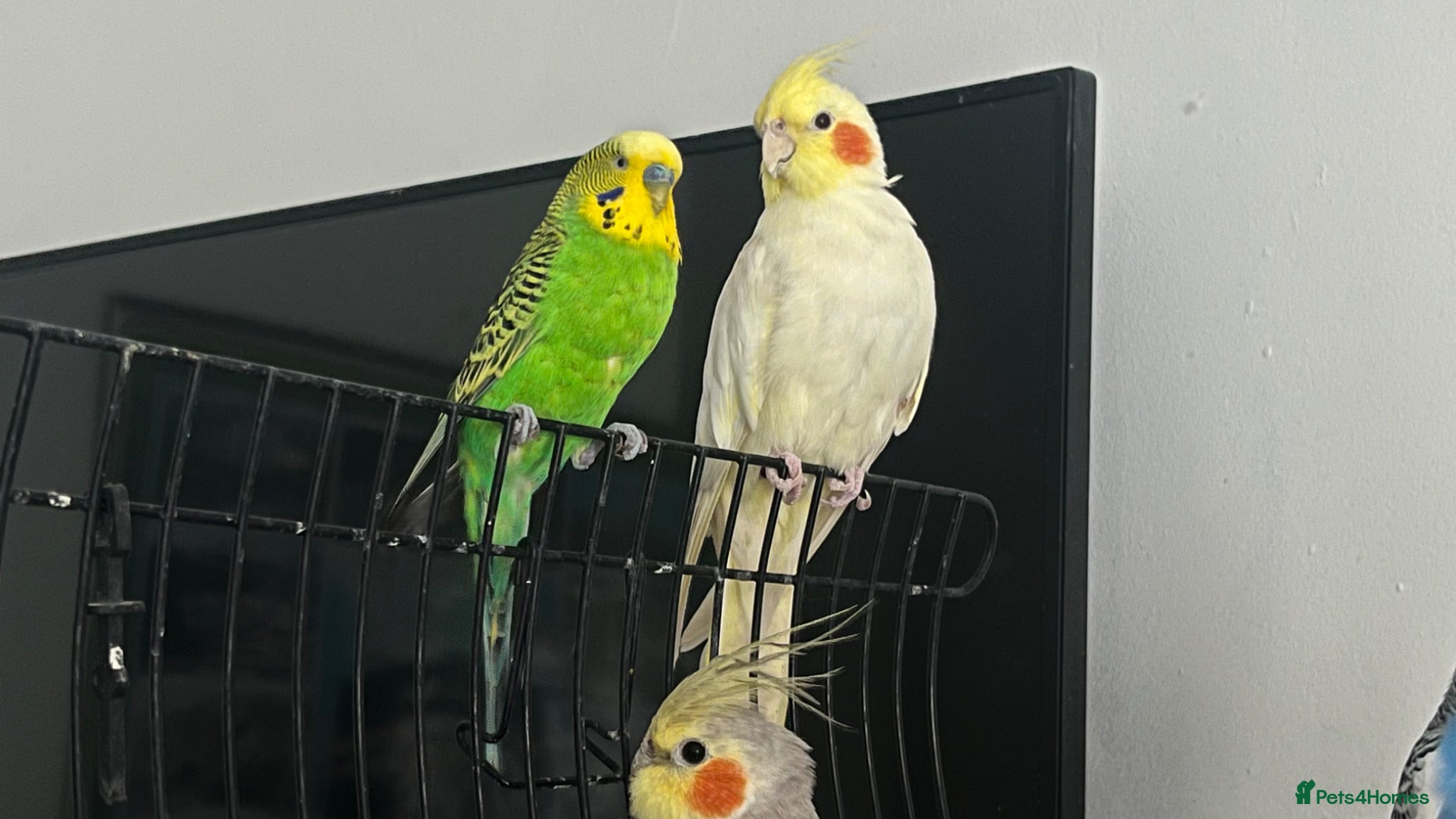 Mixed Breed birds READ DESCRIPTION FIRST - Advert 13