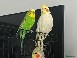 Mixed Breed birds READ DESCRIPTION FIRST - Advert 13