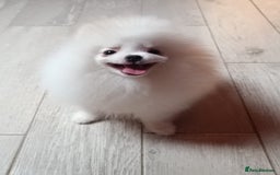 Pomeranian dogs for sale: Handsome Male fluff ball for sale!!🐶🐾 - Image 7
