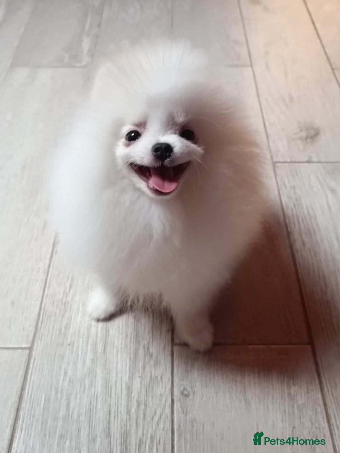 Pomeranian dogs for sale: Handsome Male fluff ball for sale!!🐶🐾 - Image 7