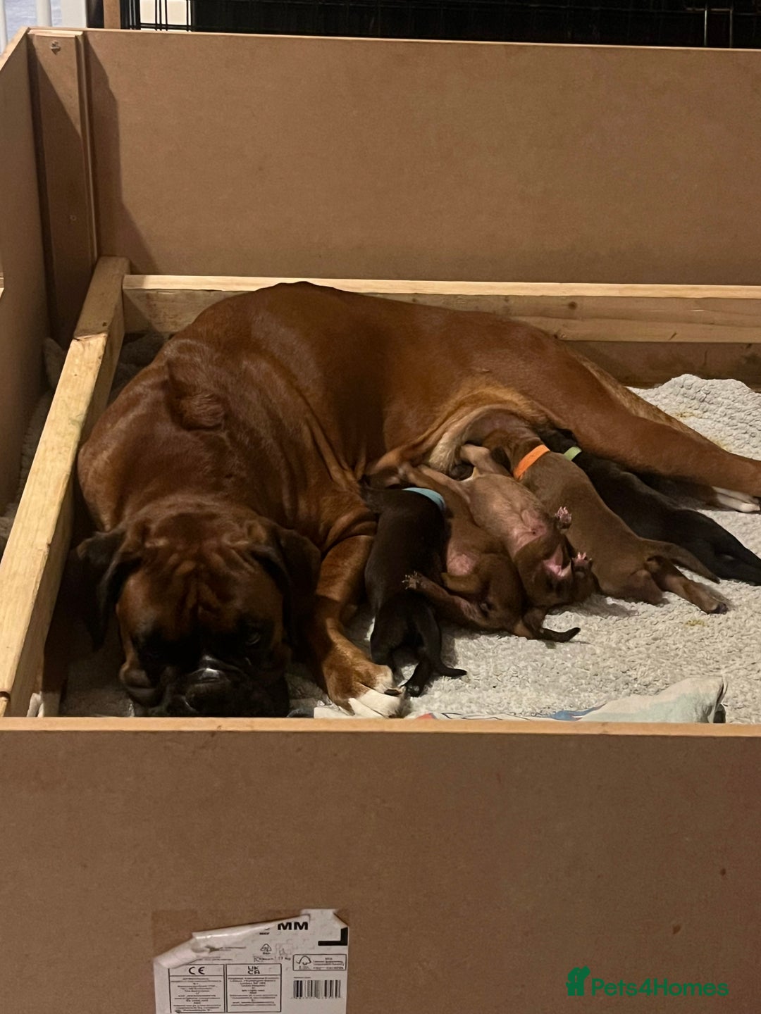 Mixed Breed dogs for sale: Boxsla (Boxer/Vizsla)  - Image 19