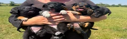 Mixed Breed dogs for sale: 2 lovely working collie/kelpie male puppies 4 sale - Advert 9