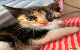 Mixed Breed cats for sale: Beautiful playful kittens - Image 8
