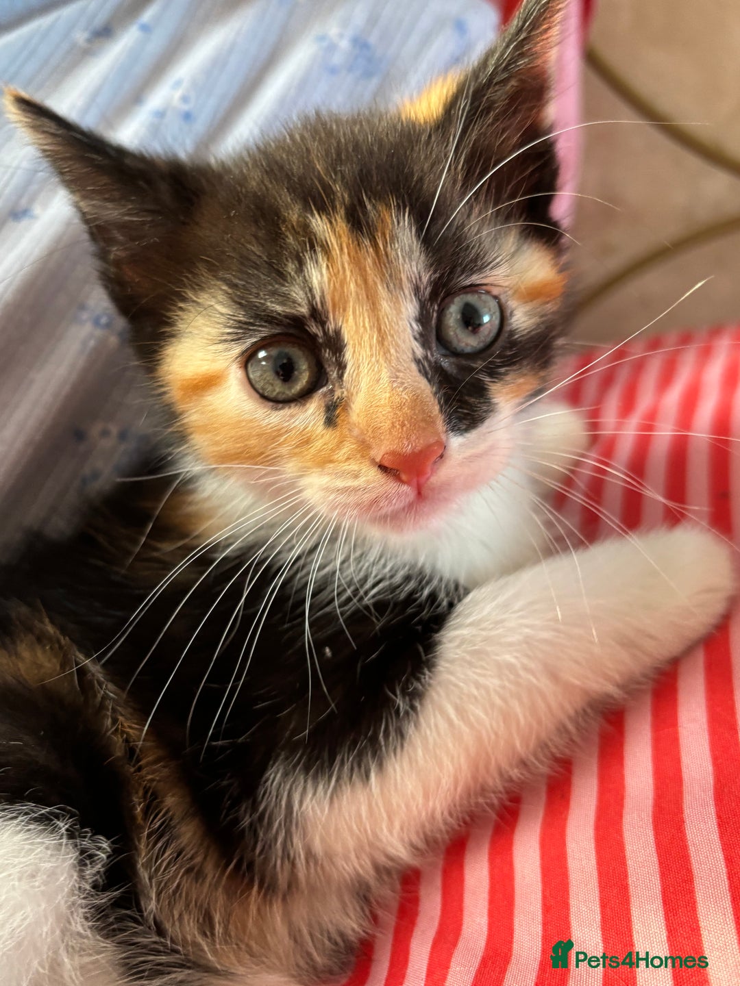 Mixed Breed cats for sale: Beautiful playful kittens - Image 8