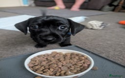 Mixed Breed dogs for sale: Doxie-Dales ready now - Image 9