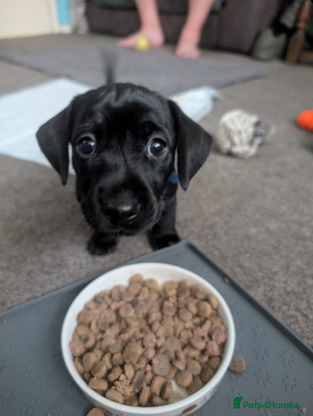 Mixed Breed dogs for sale: Doxie-Dales ready now - Image 9