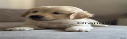 Golden Retriever dogs for sale: Health tested, KC reg Golden retriever puppies - Advert 17