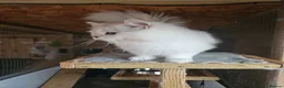 British Longhair cats for stud: Proven males/ / asstd golden series Blh - Advert 4