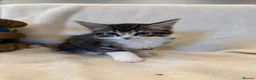 Mixed Breed cats for sale: Adorable Bengal Mix Kittens  - Advert 8