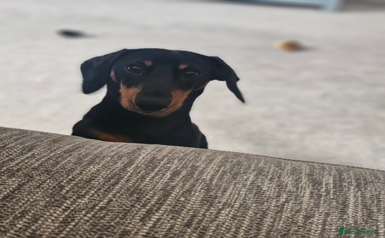 Dachshund dogs - Advert 14