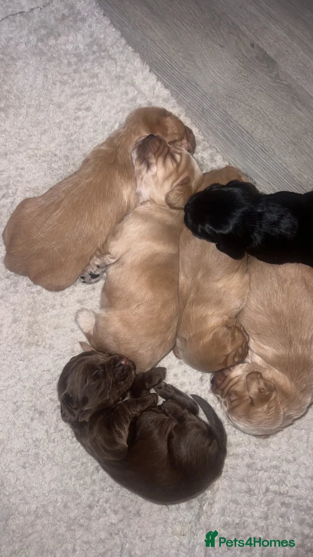 Cocker Spaniel dogs for sale: Cocker spaniel puppies - Advert 13